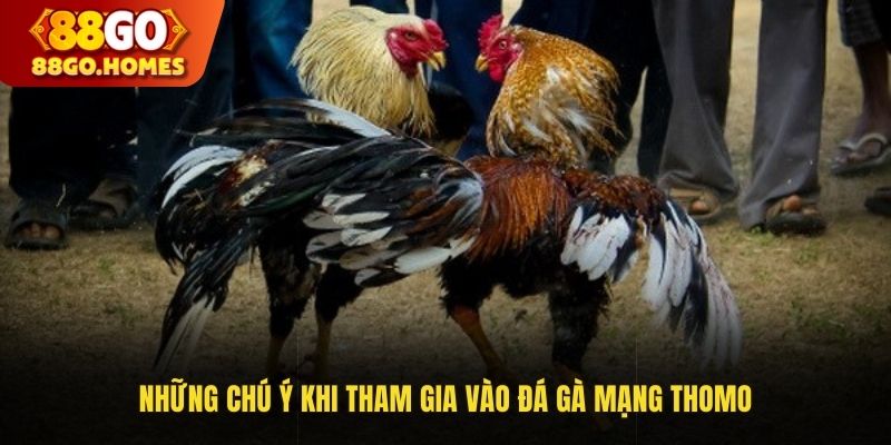 Những chú ý khi tham gia vào đá gà mạng Thomo