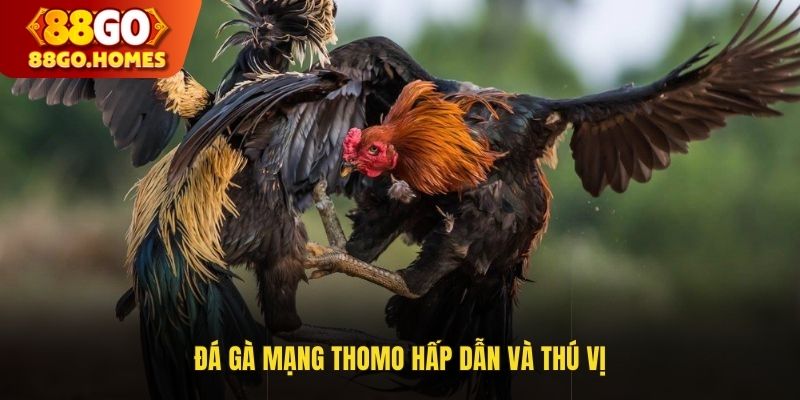 Đá gà mạng Thomo hấp dẫn và thú vị