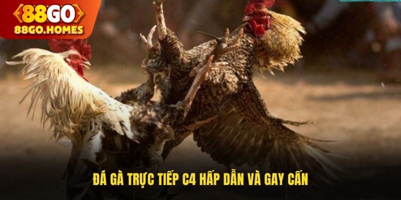 Đá gà trực tiếp C4 hấp dẫn và gay cấn