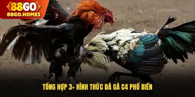 Tổng hợp 3+ hình thức đá gà trực tiếp C4 phổ biến