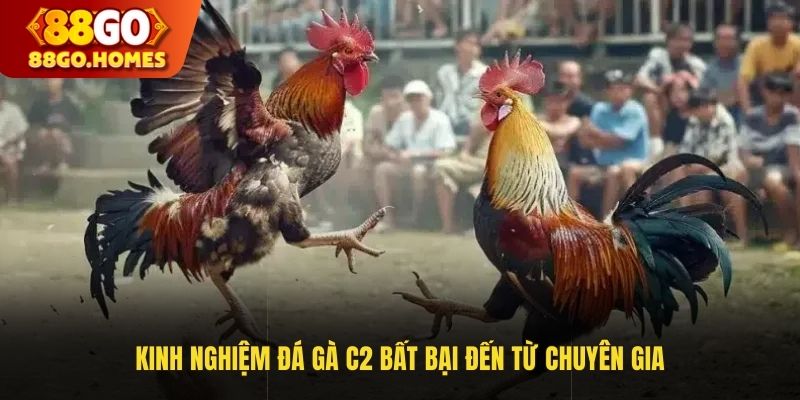 Kinh Nghiệm Đá Gà C2 Bất Bại Đến Từ Chuyên Gia