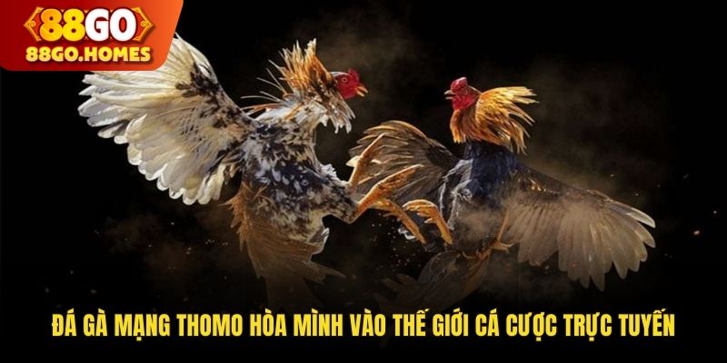 Đá Gà Mạng Thomo Hòa Mình Vào Thế Giới Cá Cược Trực Tuy