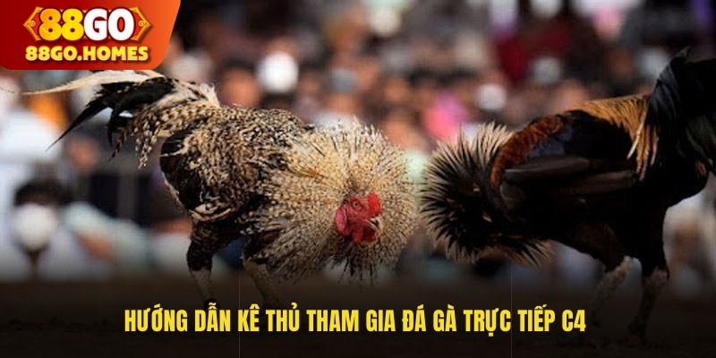 Hướng Dẫn Kê Thủ Tham Gia Đá Gà Trực Tiếp C4 Cùng 88GO