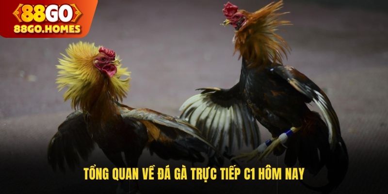 Tổng quan về đá gà trực tiếp C1 hôm nay