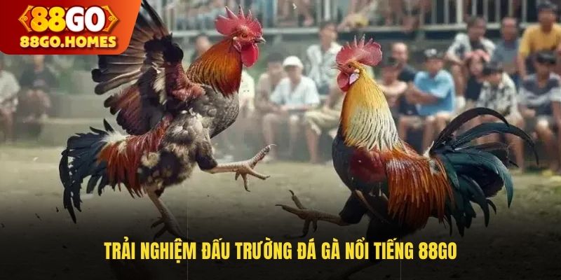 Trải nghiệm đấu trường đá gà nổi tiếng 88GO