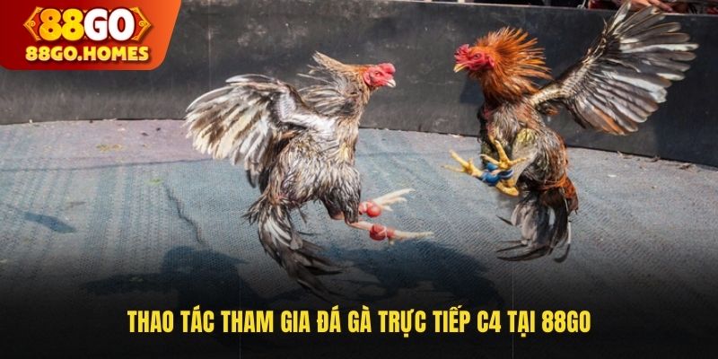 Thao tác tham gia đá gà trực tiếp C4 tại 88GO