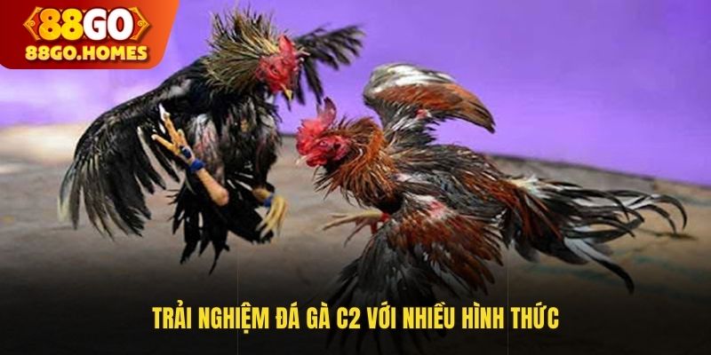 Trải nghiệm đá gà C2 với nhiều hình thức