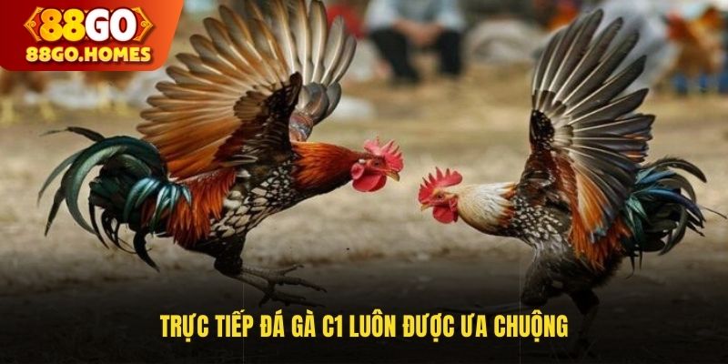 Trực tiếp đá gà C1 luôn được ưa chuộng