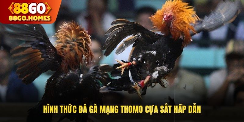 Hình thức đá gà mạng Thomo cựa sắt hấp dẫn